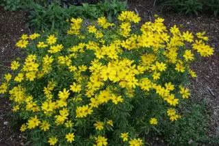 Coreopsis x 'Johannis'