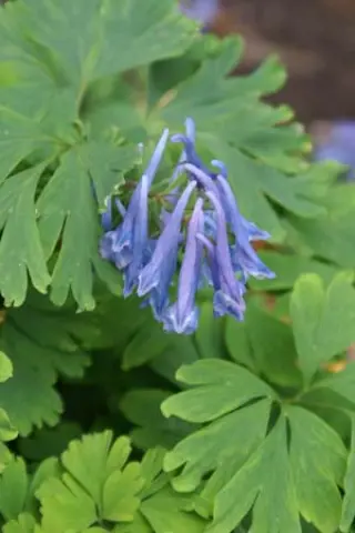Corydalis 'Kingfisher'