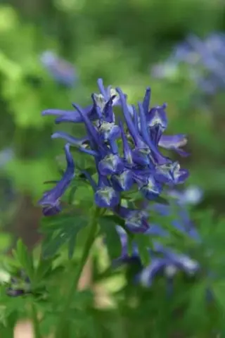 Corydalis 'Korn's Purple'