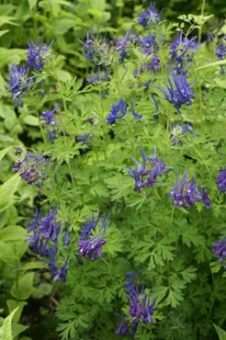 Corydalis 'Korn's Purple'