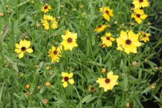 Coreopsis leavenworthii