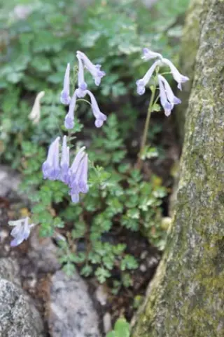 Corydalis linstowiana