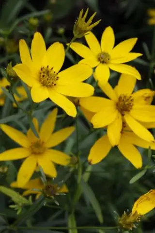 Coreopsis major