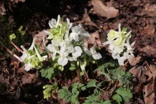 Corydalis malkensis (caucas. 'Alba')