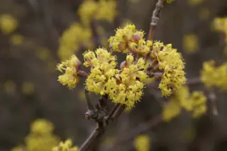 Cornus mas 'Jolico'