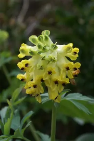 Corydalis nobilis