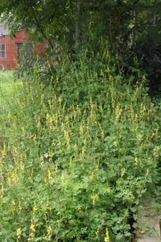 Corydalis ochotensis