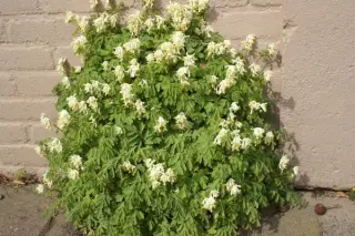 Corydalis ochroleuca