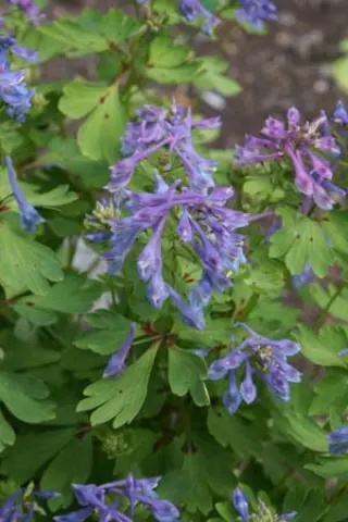 Corydalis omeiensis