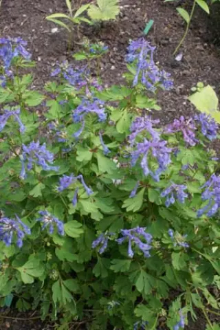 Corydalis omeiensis