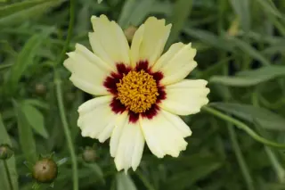 Coreopsis 'Redshift'