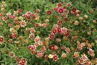 Coreopsis 'Redshift'