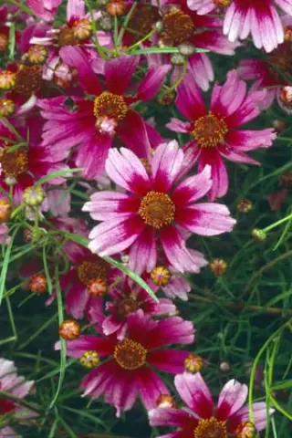 Coreopsis rosea 'Heavens Gate'