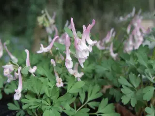 Corydalis solida 'Birds Of Paradise'