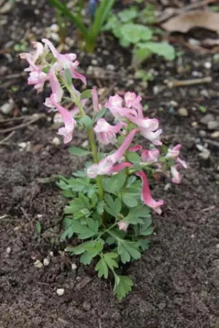 Corydalis solida 'Lucky Bird'