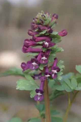 Corydalis solida 'Purple Bird'