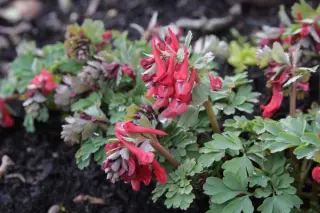Corydalis solida 'Vuurvogel'
