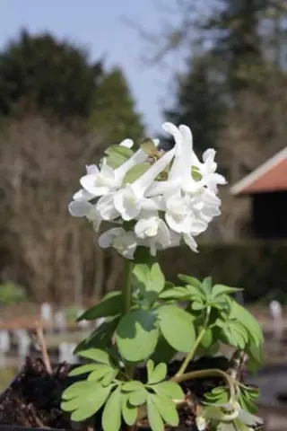 Corydalis solida 'White Swallow'