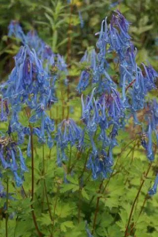 Corydalis 'Spinners'