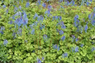 Corydalis 'Spinners'