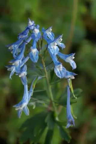 Corydalis 'Tory M.p.'