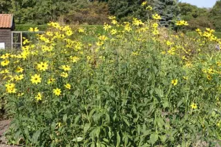 Coreopsis tripteris 'Pierre Bennerup'