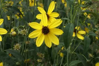 Coreopsis tripteris 'Pierre Bennerup'