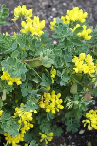 Coronilla valentina 'Pygmaea'
