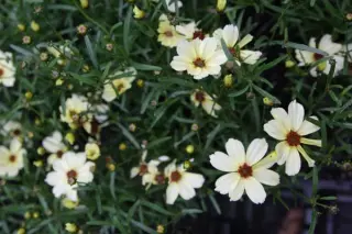 Coreopsis verticillata 'Buttermilk'