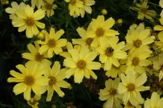 Coreopsis verticillata 'Crème Brûlée'