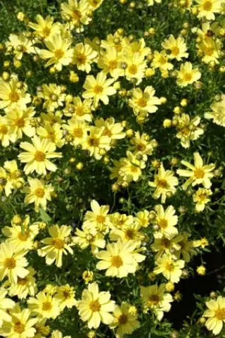 Coreopsis verticillata 'Crème Brûlée'