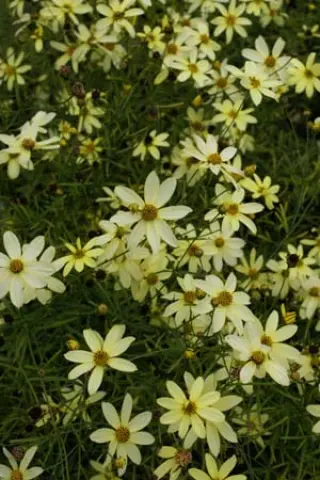 Coreopsis verticillata 'Moonbeam'