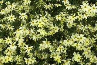 Coreopsis verticillata 'Moonbeam'