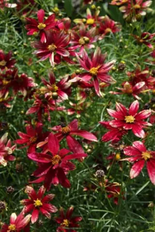 Coreopsis verticillata 'Route 66'