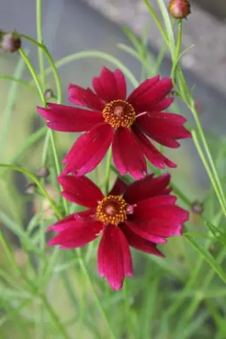 Coreopsis verticillata 'Ruby Red'