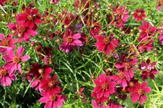 Coreopsis verticillata 'Ruby Red'