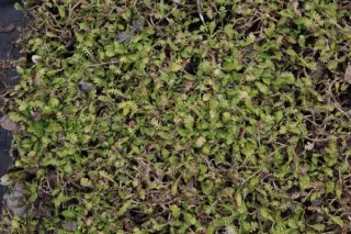 Cotula dioica 'Minima'