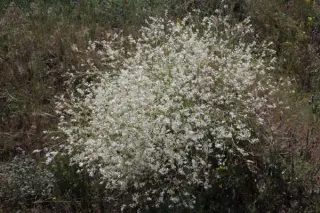 Crambe amabilis (orientalis)