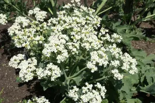 Crambe grandiflora