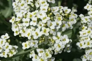 Crambe grandiflora