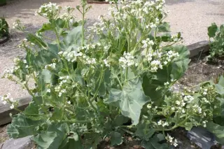 Crambe maritima