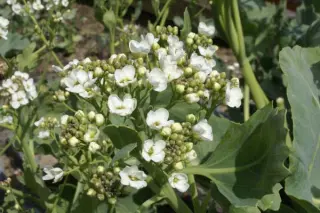 Crambe maritima
