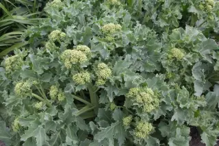 Crambe maritima