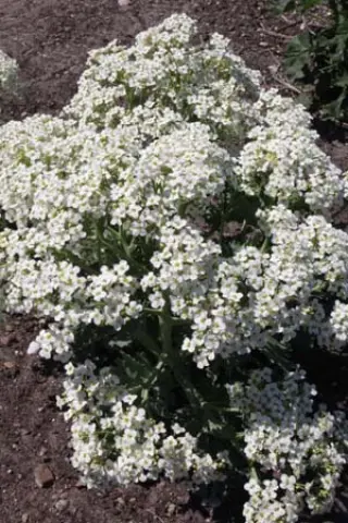 Crambe maritima 'Lilywhite'