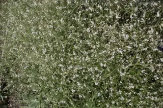 Crambe sp. (Zeger) = orientalis