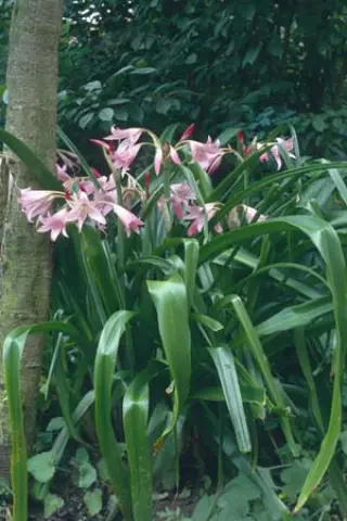Crinum x powellii 'Roseum'