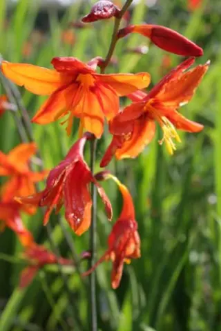 Crocosmia 'Babylon'