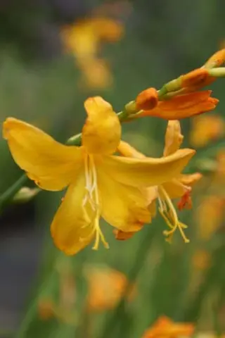 Crocosmia 'Columbus'