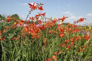 Crocosmia x crocosmioides 'Castle Ward'
