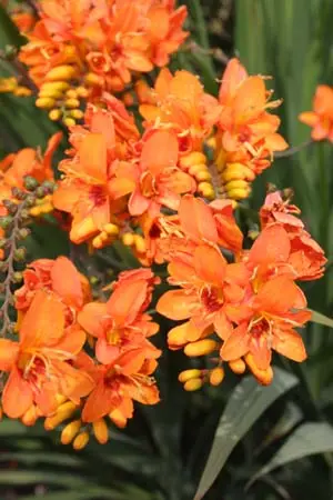 Crocosmia x crocosmioides 'Merryman'